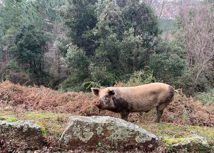CASA POLI: Tiny loft avec terrasse et cabane Appartement Brando